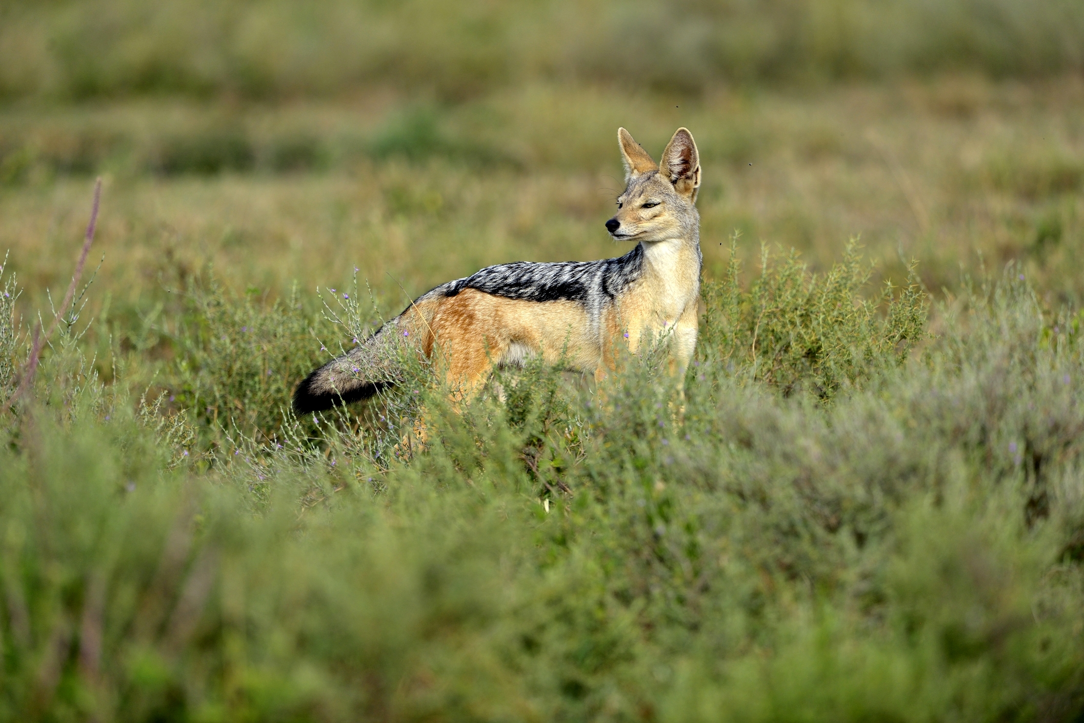 Tanzania 2015 - Sciacallo