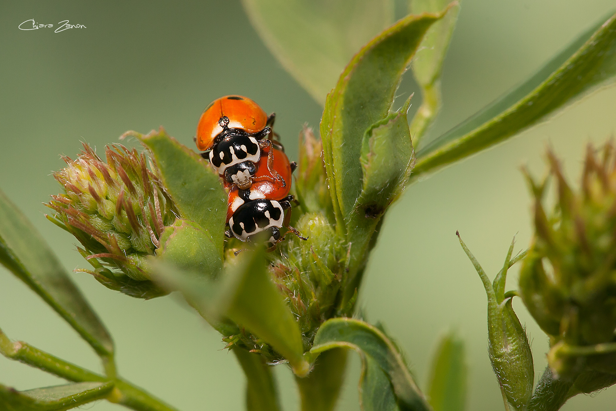 le colorate coccinelle