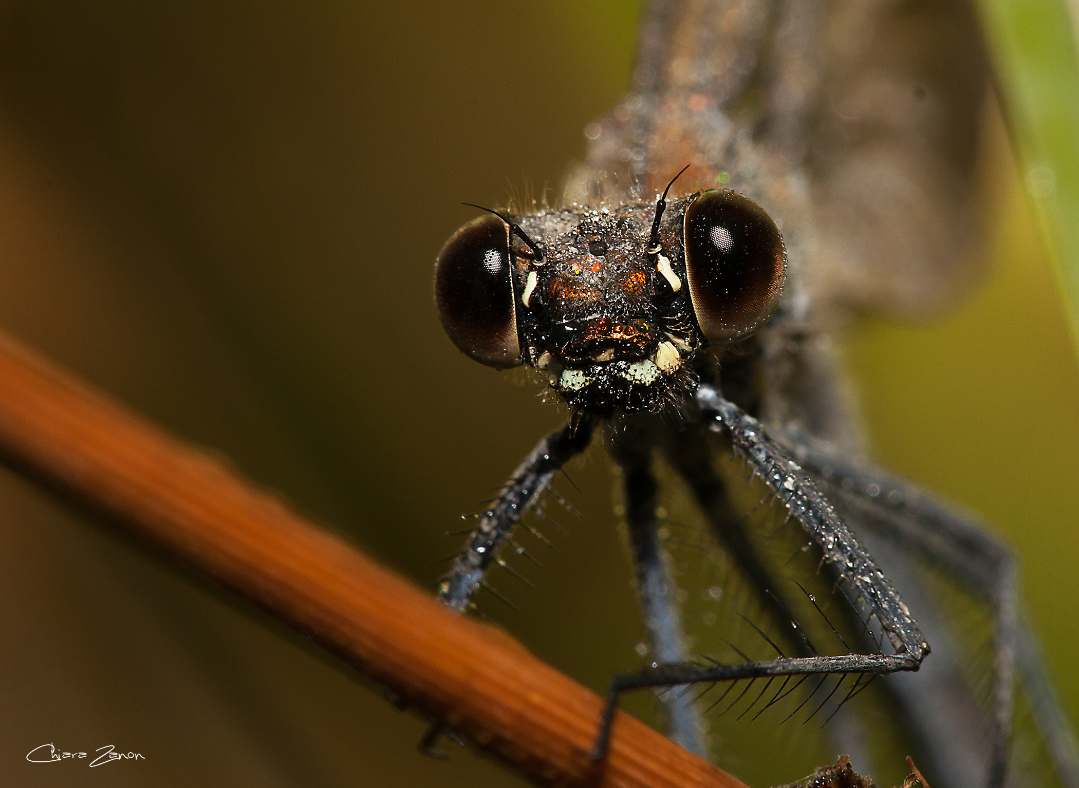 calopteryx splendens femmina