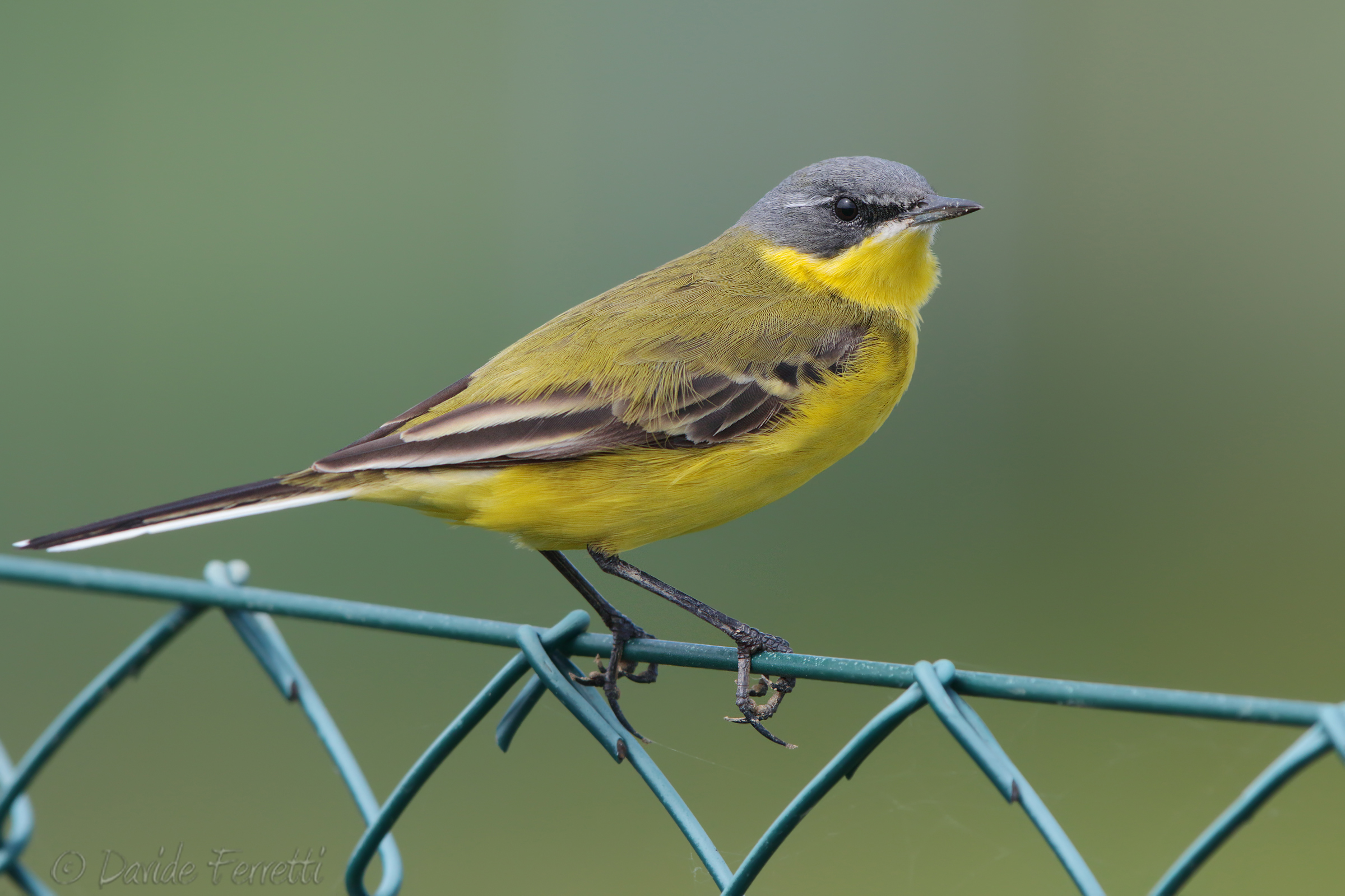 Wagtail male (Western yellow wagtail)