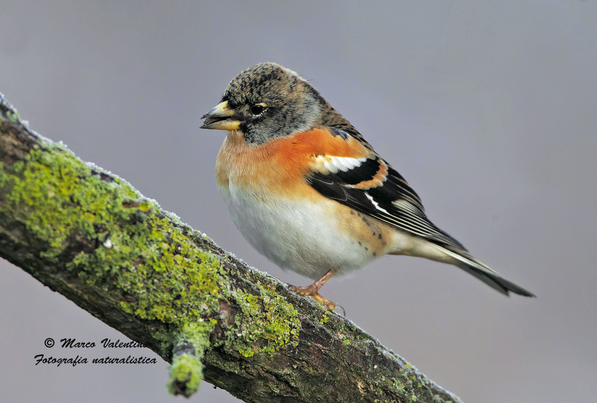 Brambling