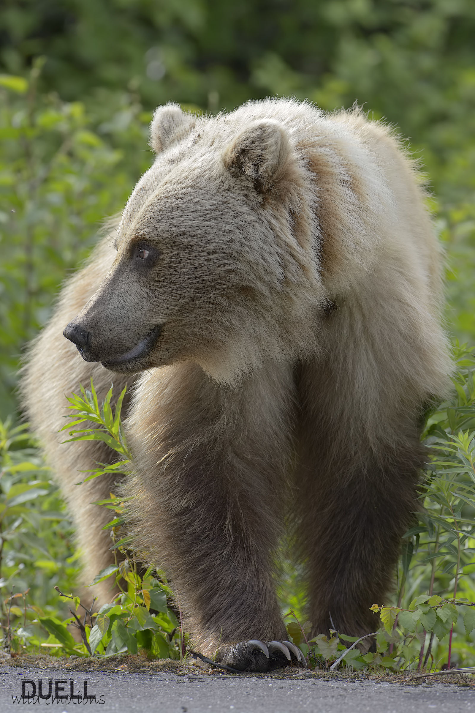 Denali bear