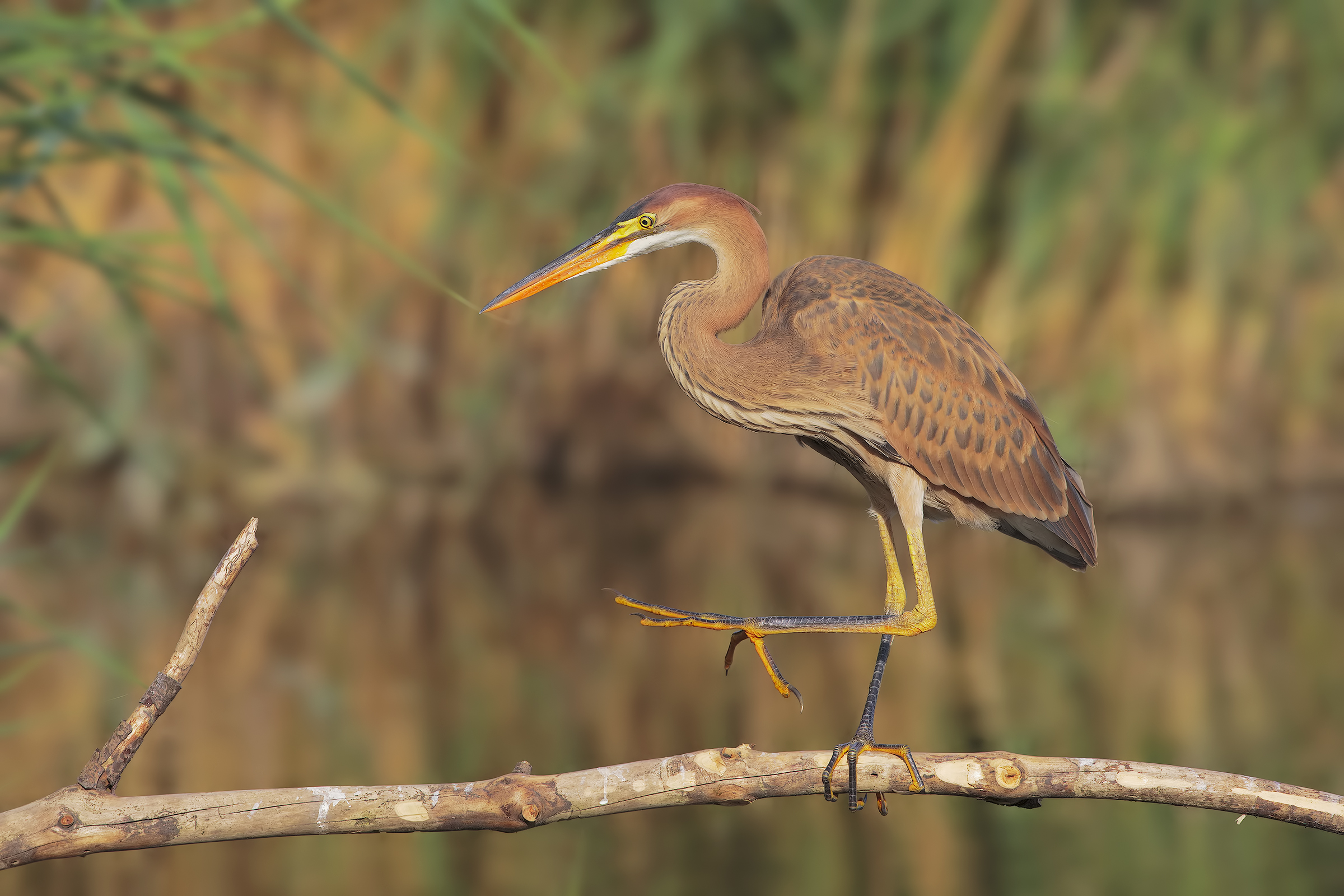 a spasso sui posatoi...