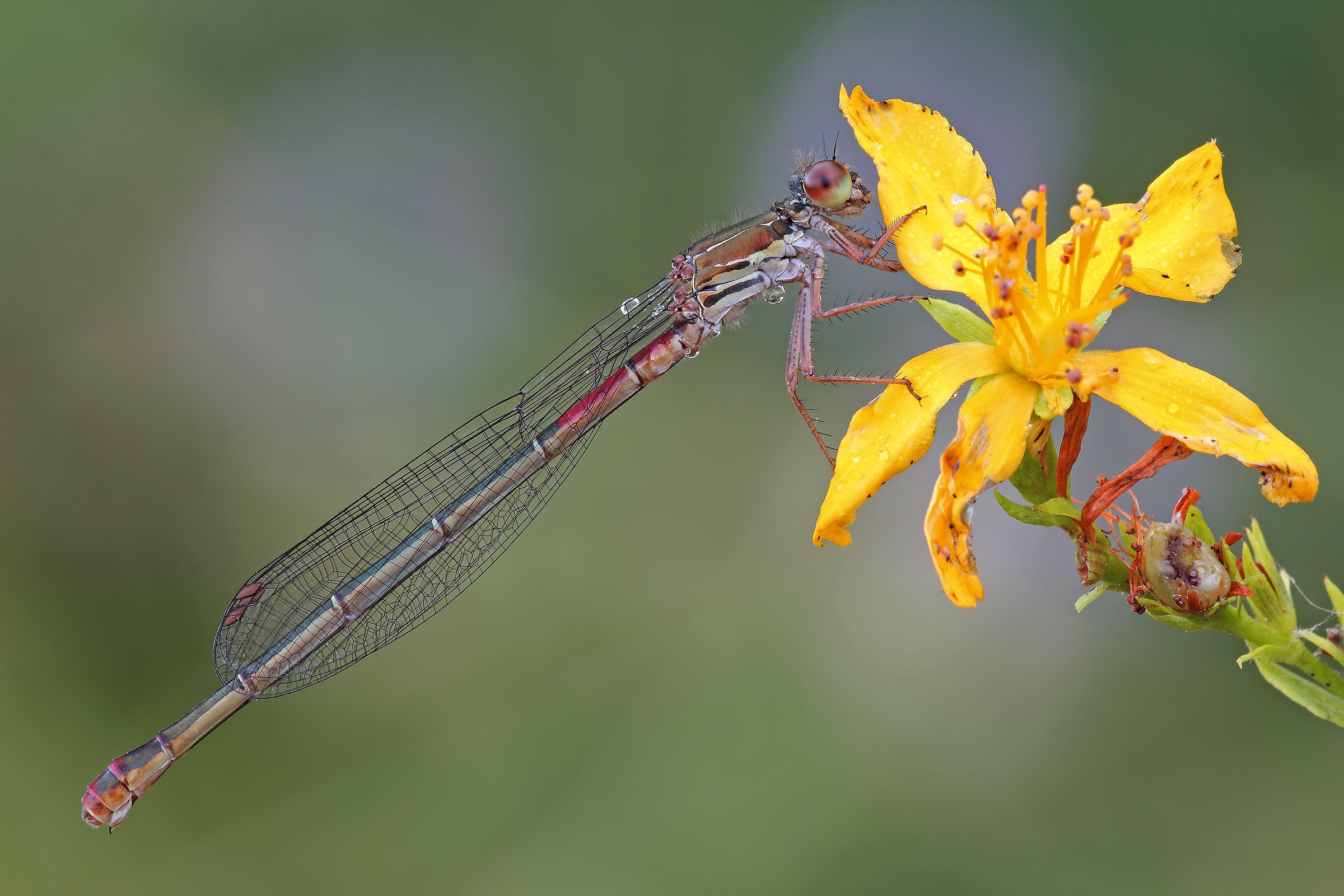 Some like it ... the red with black !!!
