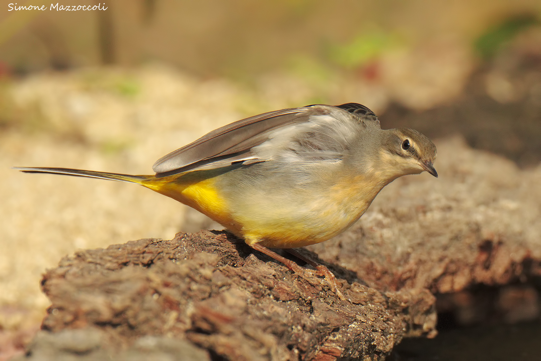 Ballerina gialla - Motacilla cinerea