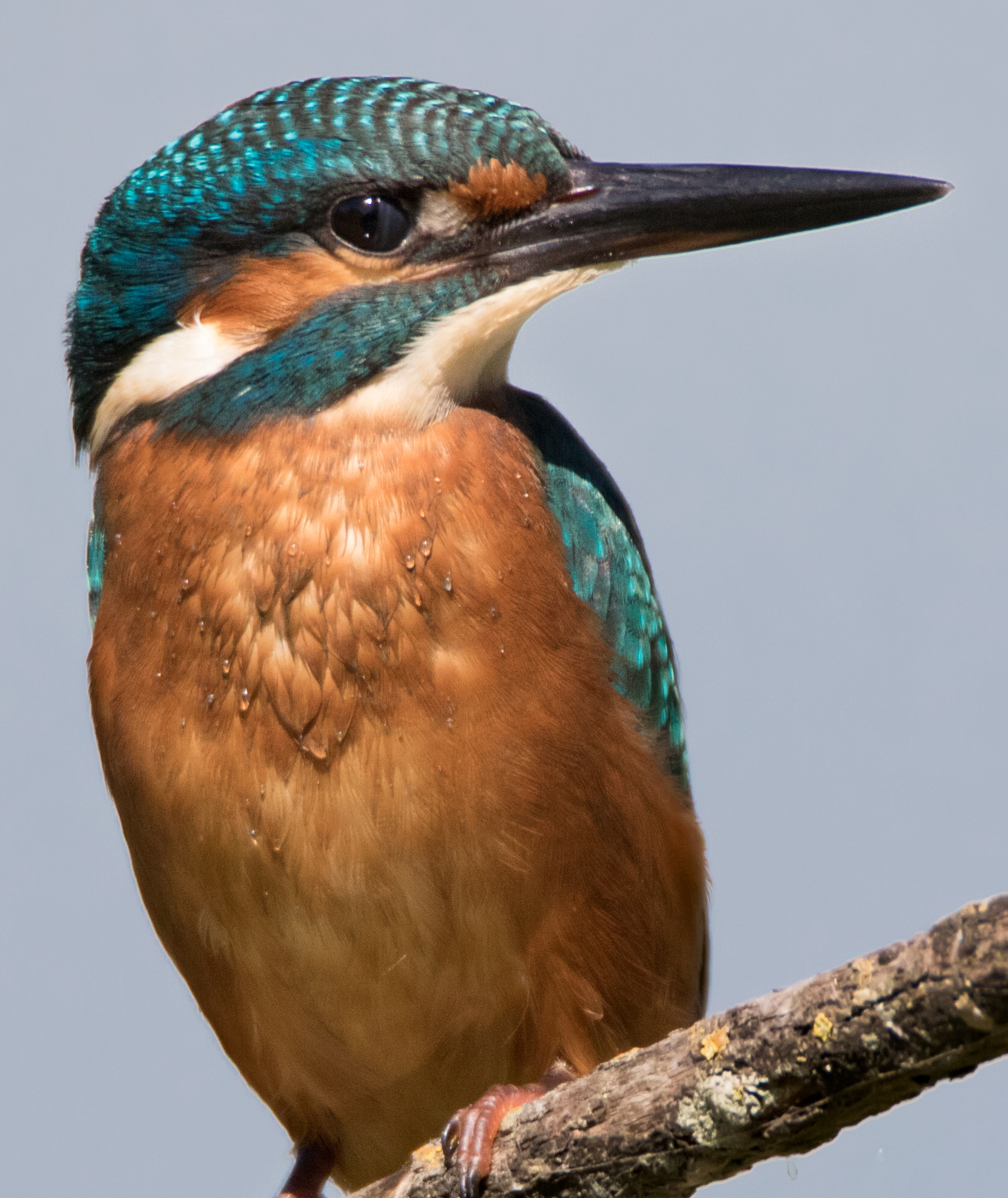 dettaglio sul martino