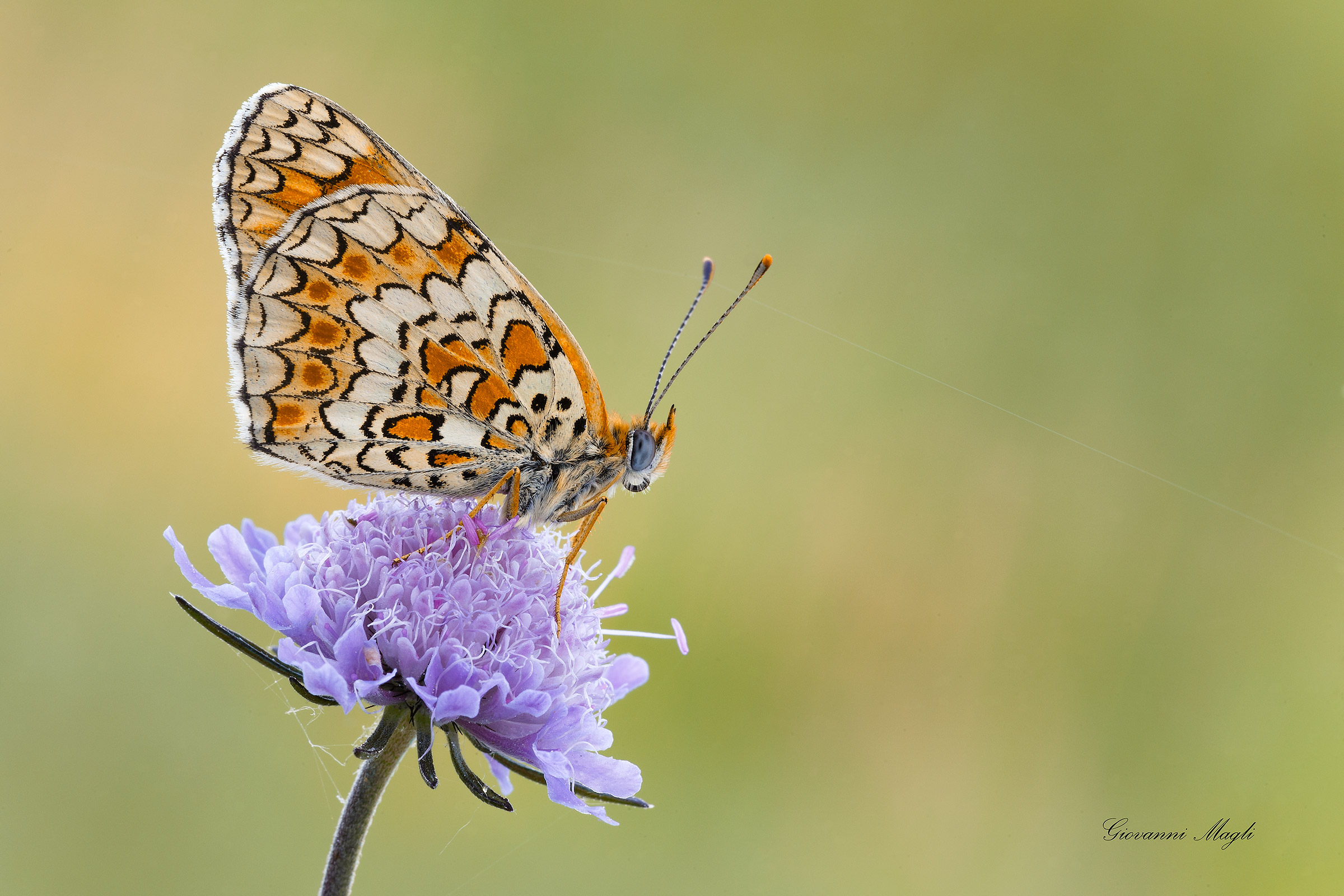 Melitaea phoebe
