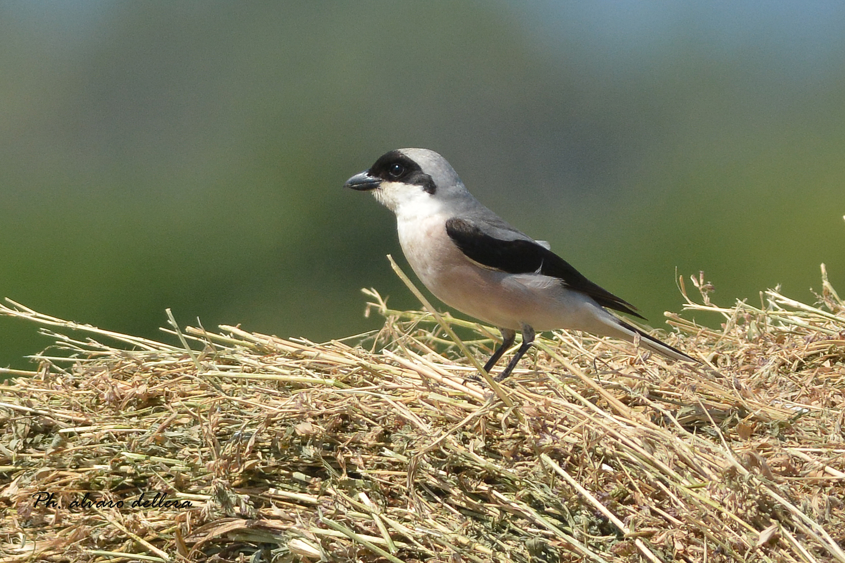 averla cenerina mio primo avvistamento della specie