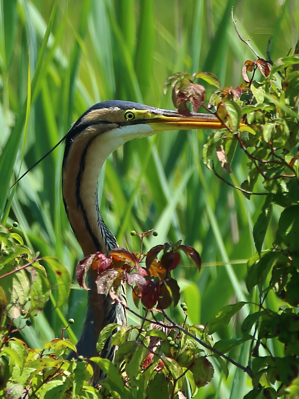 Purple Heron - granting portrait