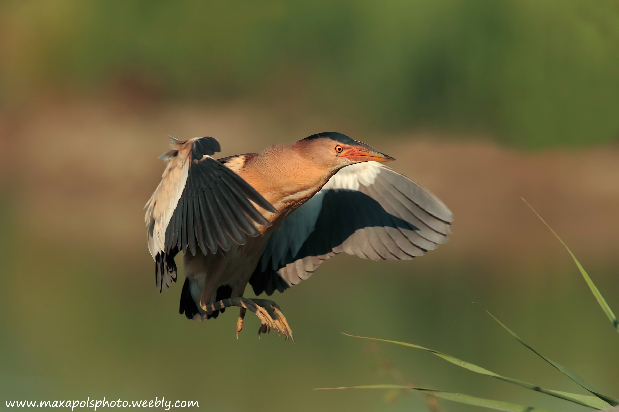 bittern in flight ...