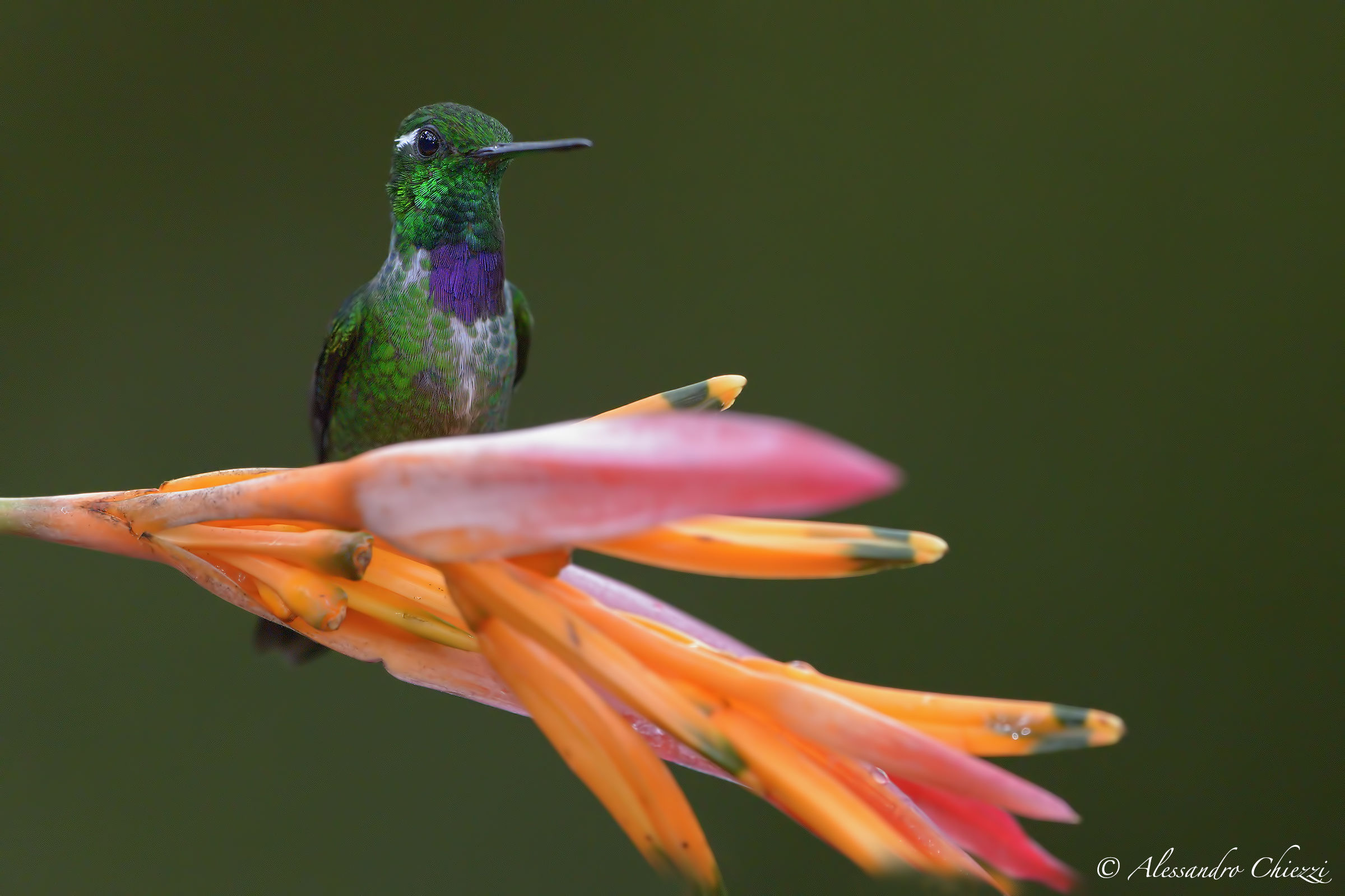 Diadema sopraccigli bianchi