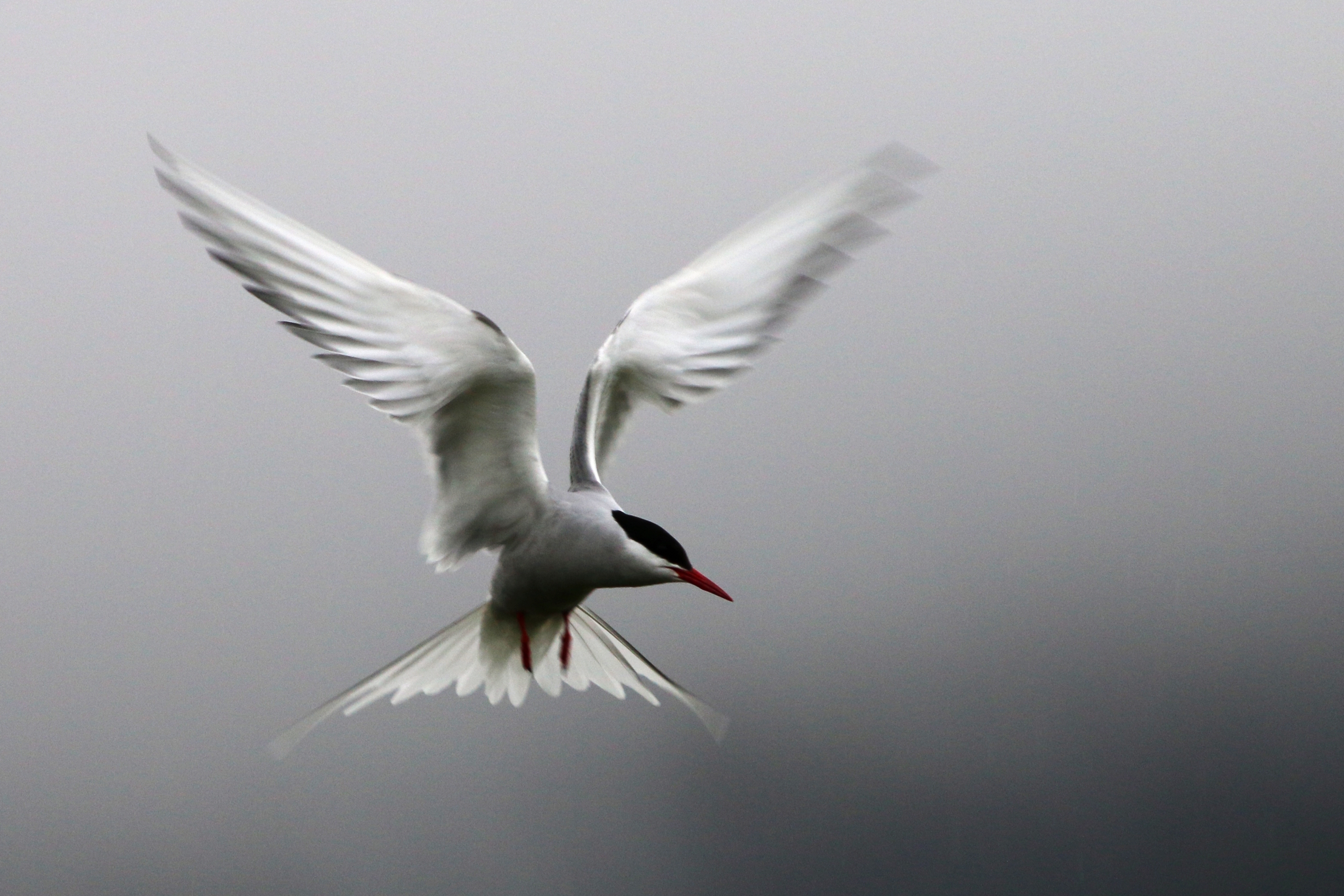 Arctic tern
