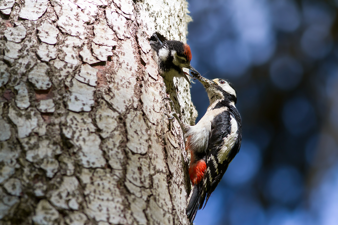 Picchio rosso maggiore