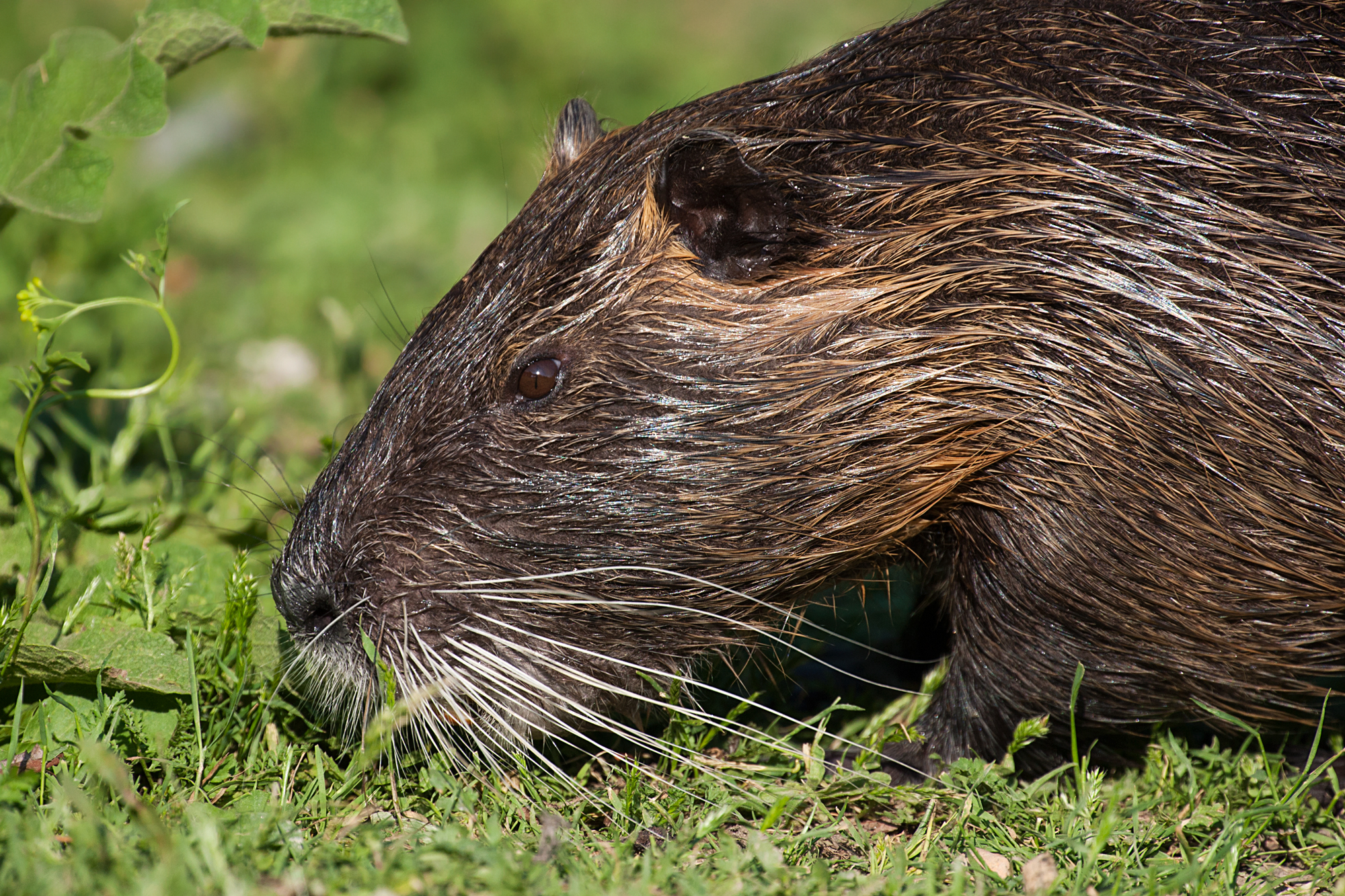 Canon 100-400 serie 2 + kenko 1,4x dgx: