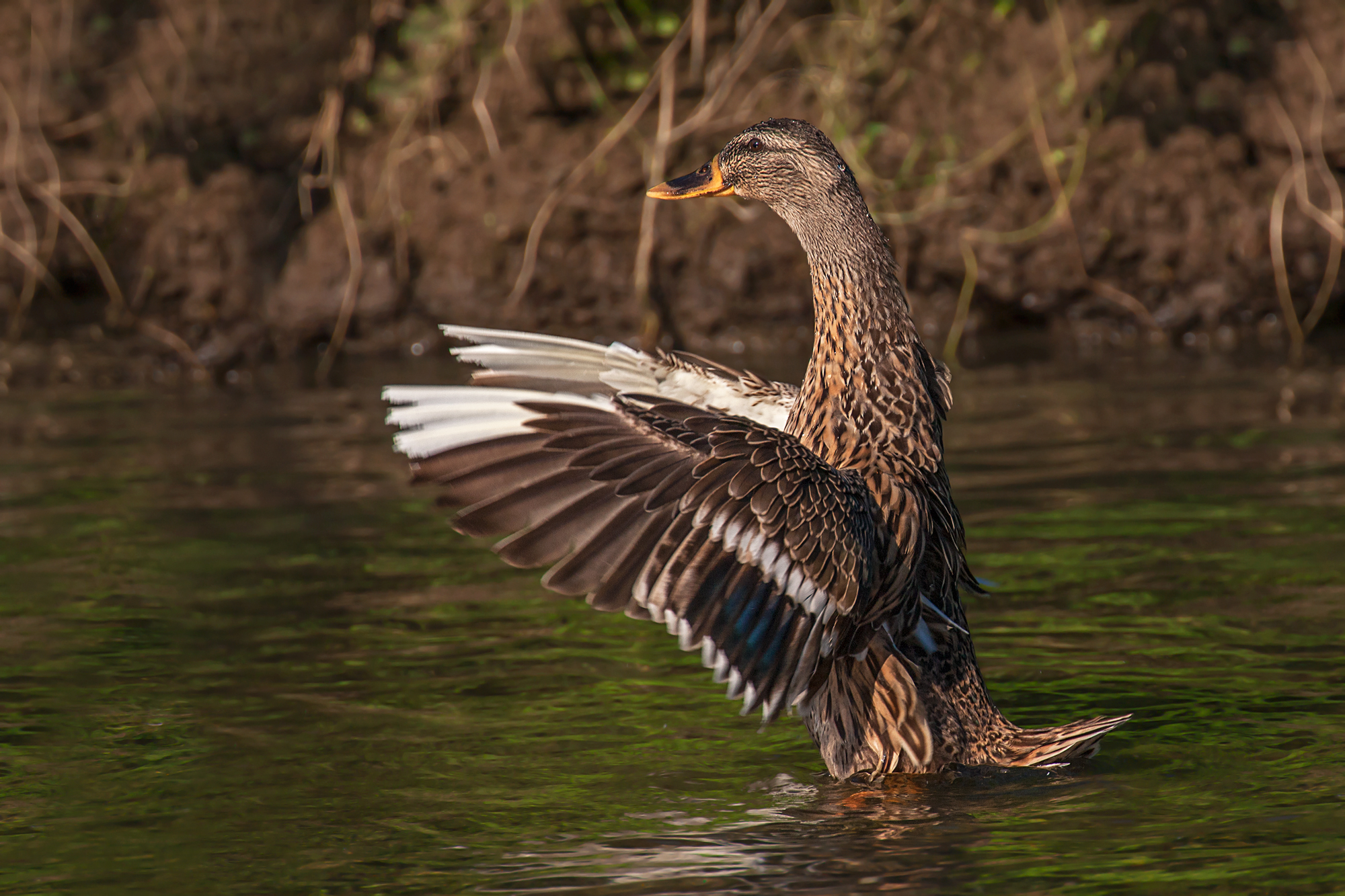 Canon 100-400 serie 2 + kenko 2.0x dgx: