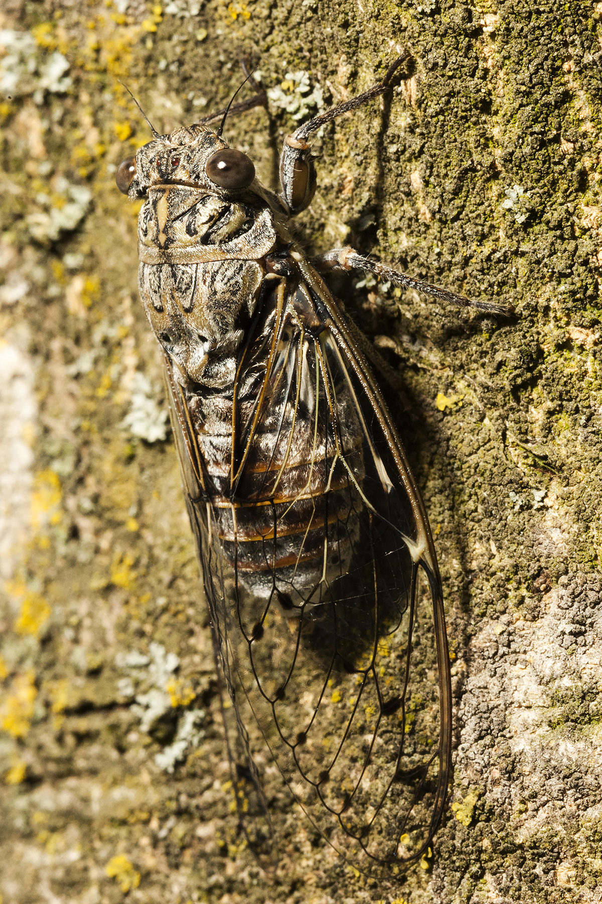 Cicada Orni