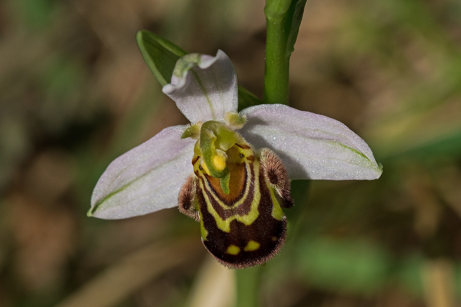 Bee Ophrys