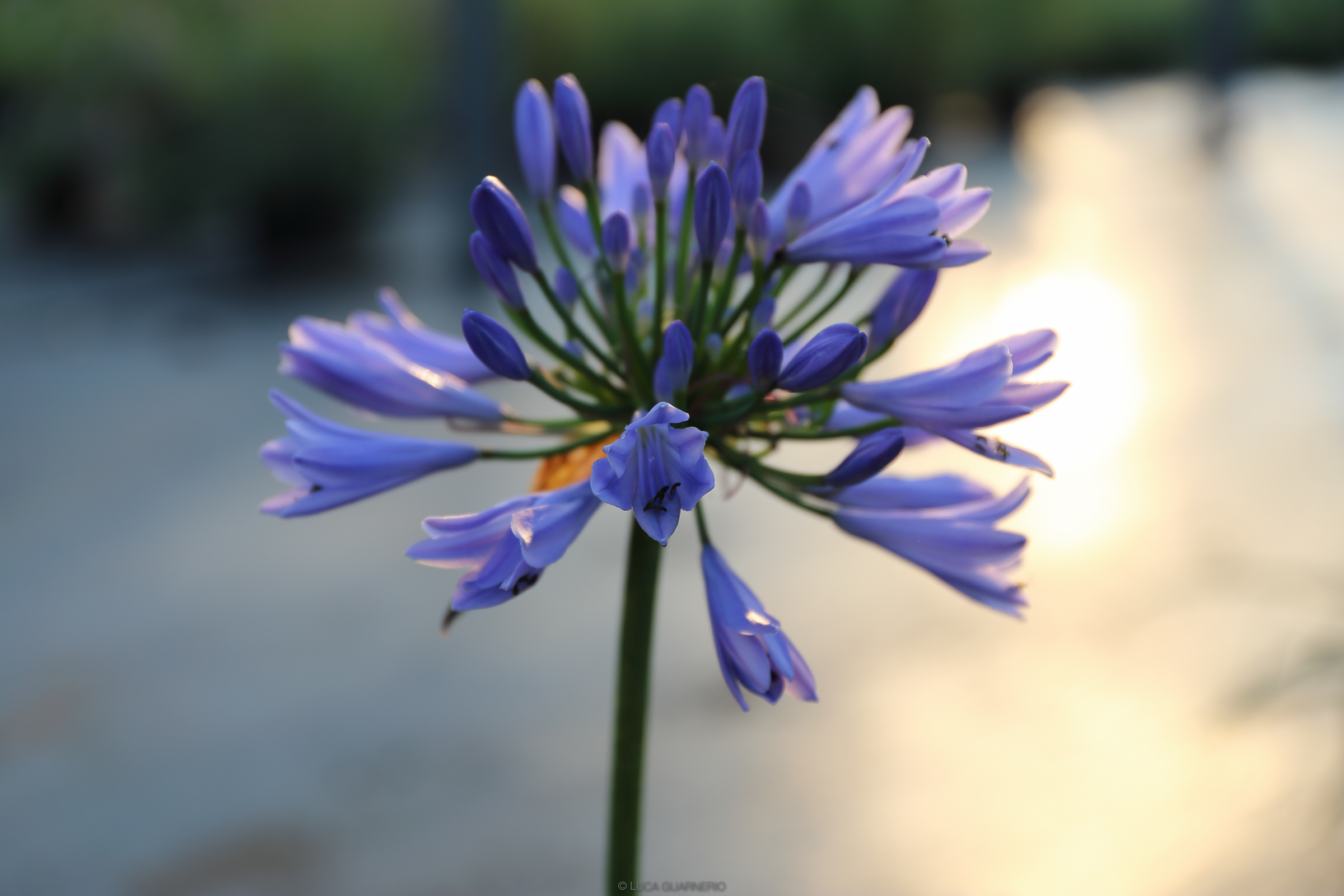 agapanthus