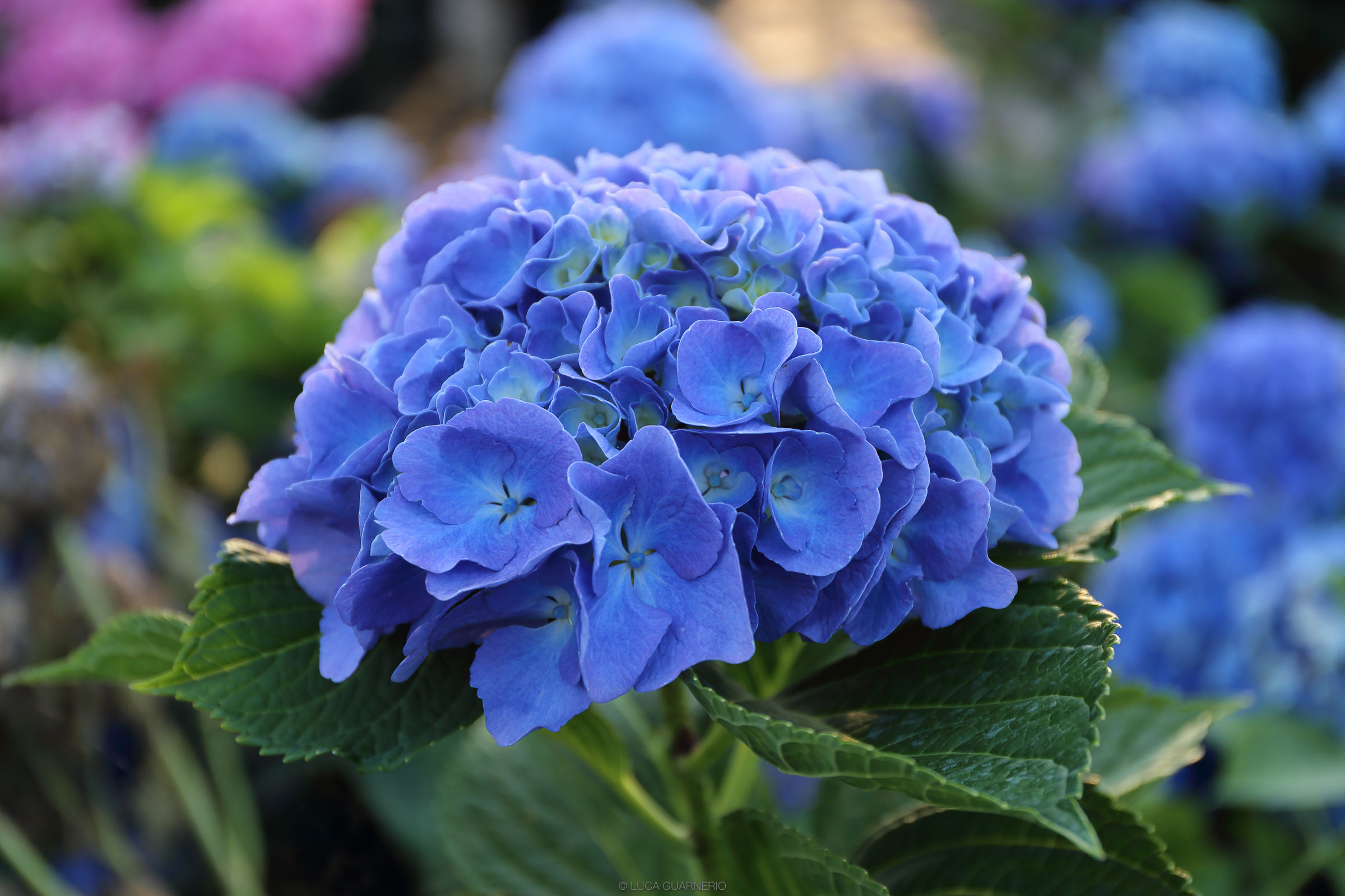 ortensia cervello blu