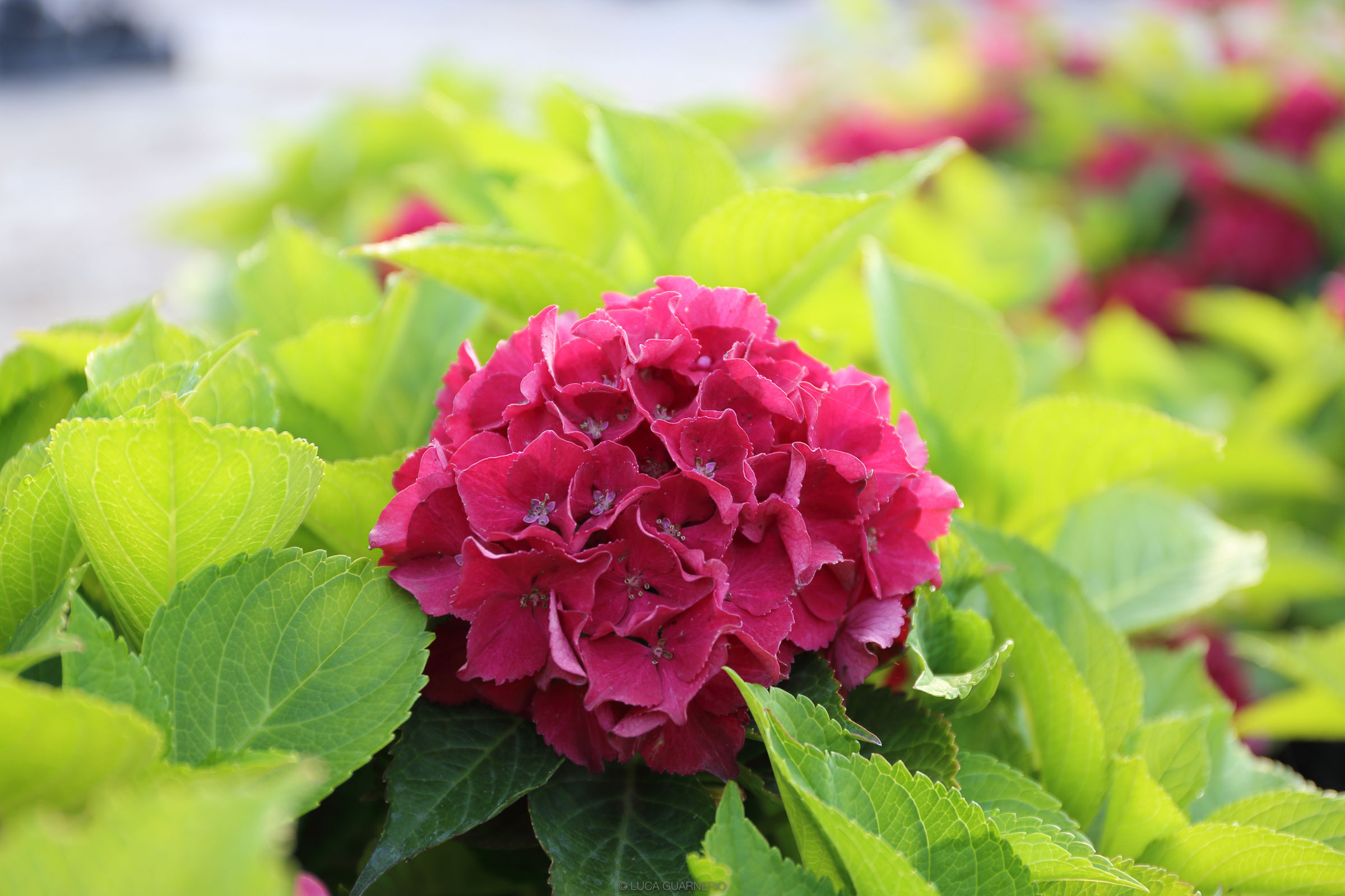 ortensia cervello rossa