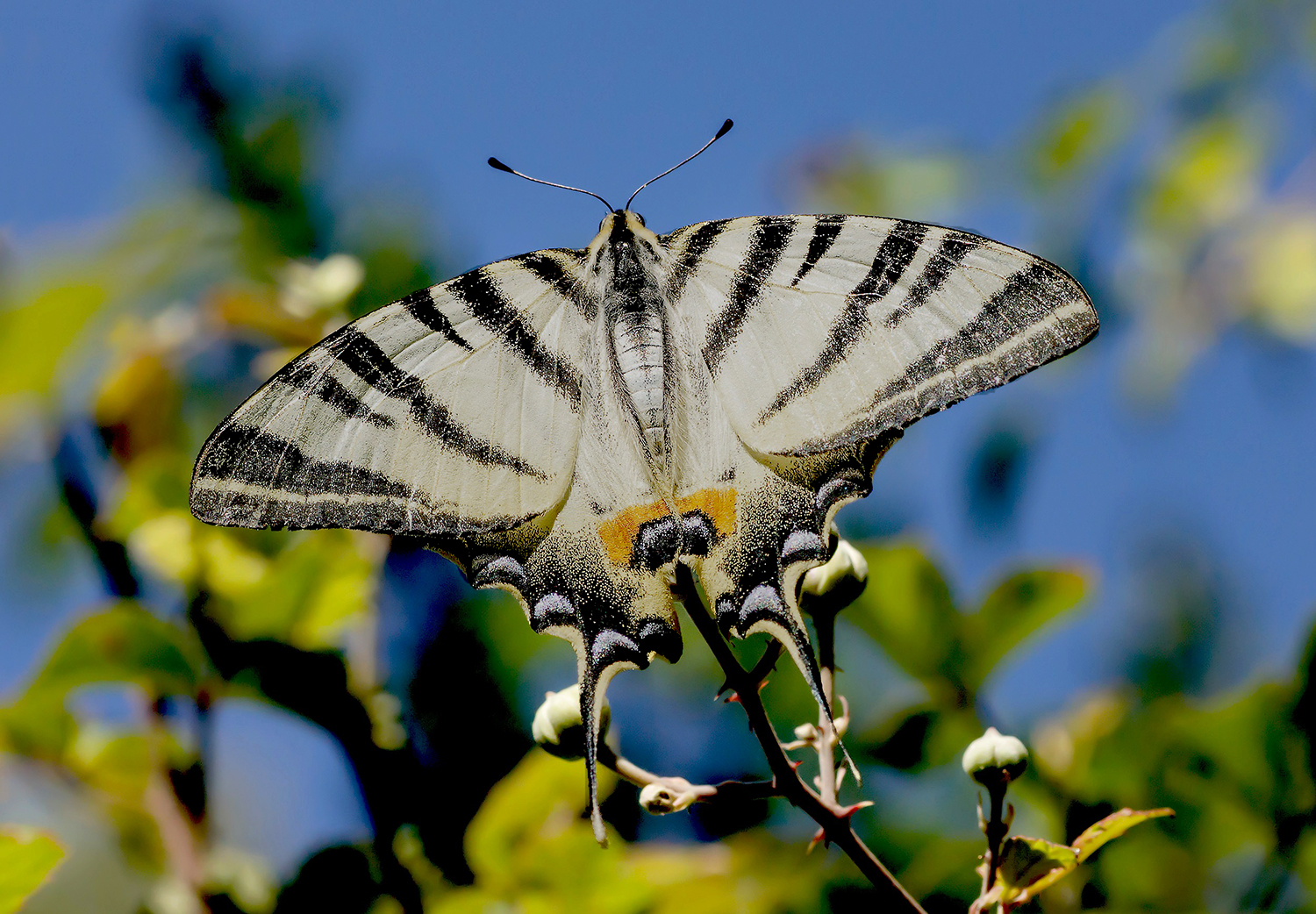 Iphiclides Podalirius...
