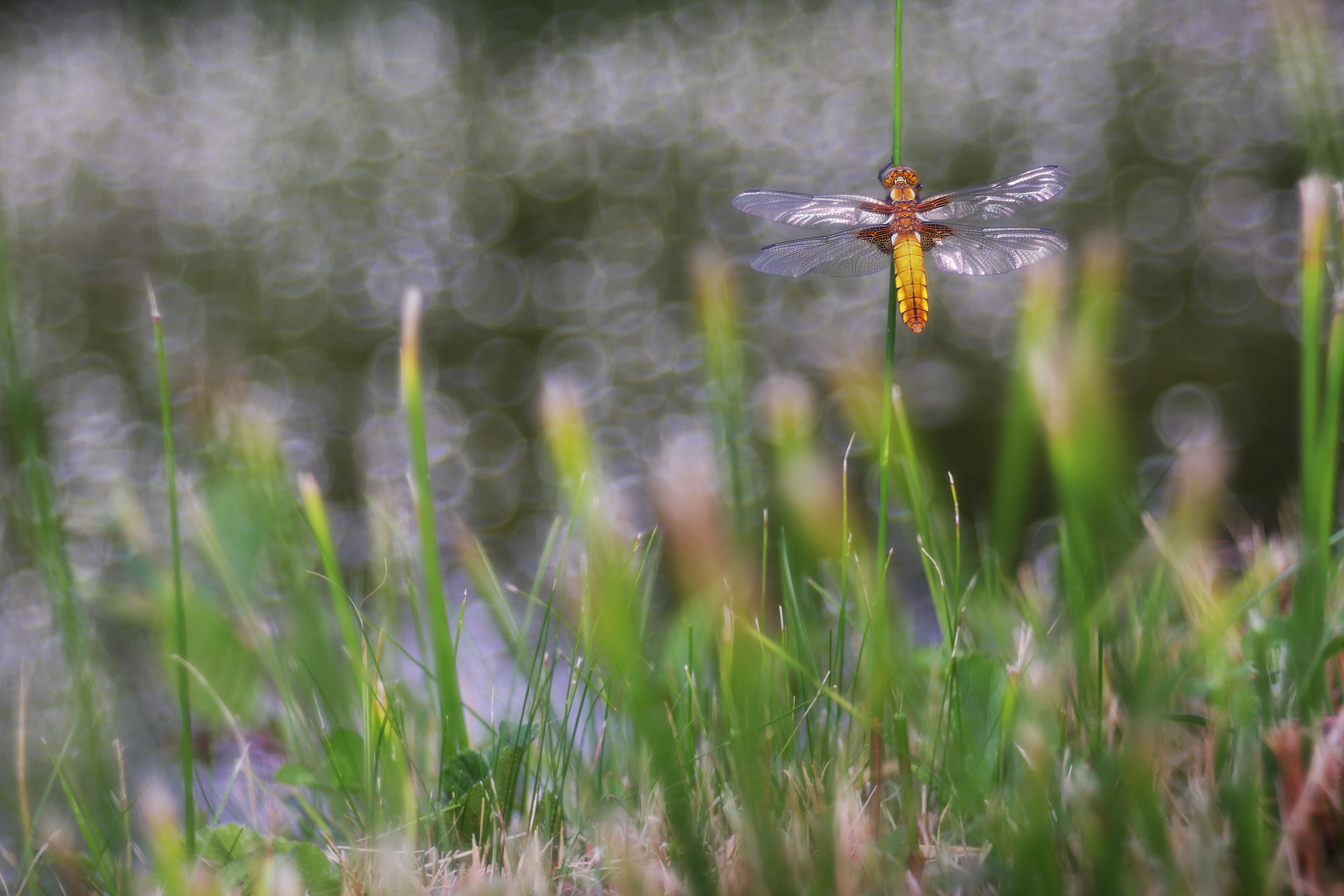 Dragonfly depressed