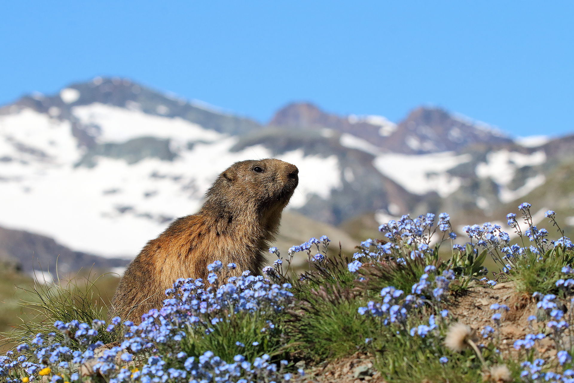 Marmot