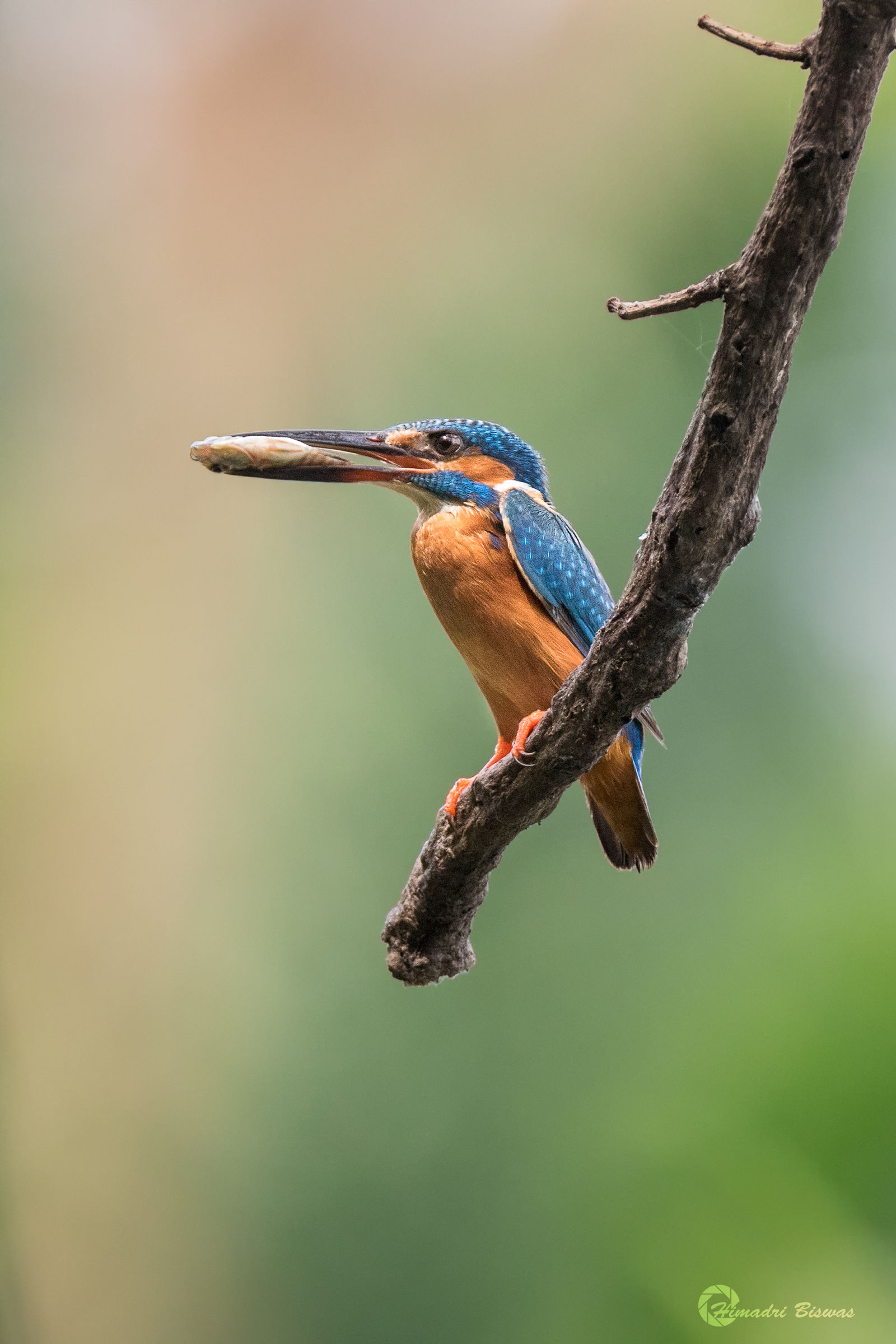 Common kingfisher with catch