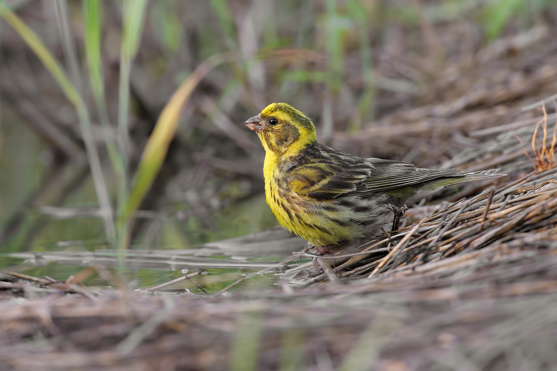 It is almost dark ..