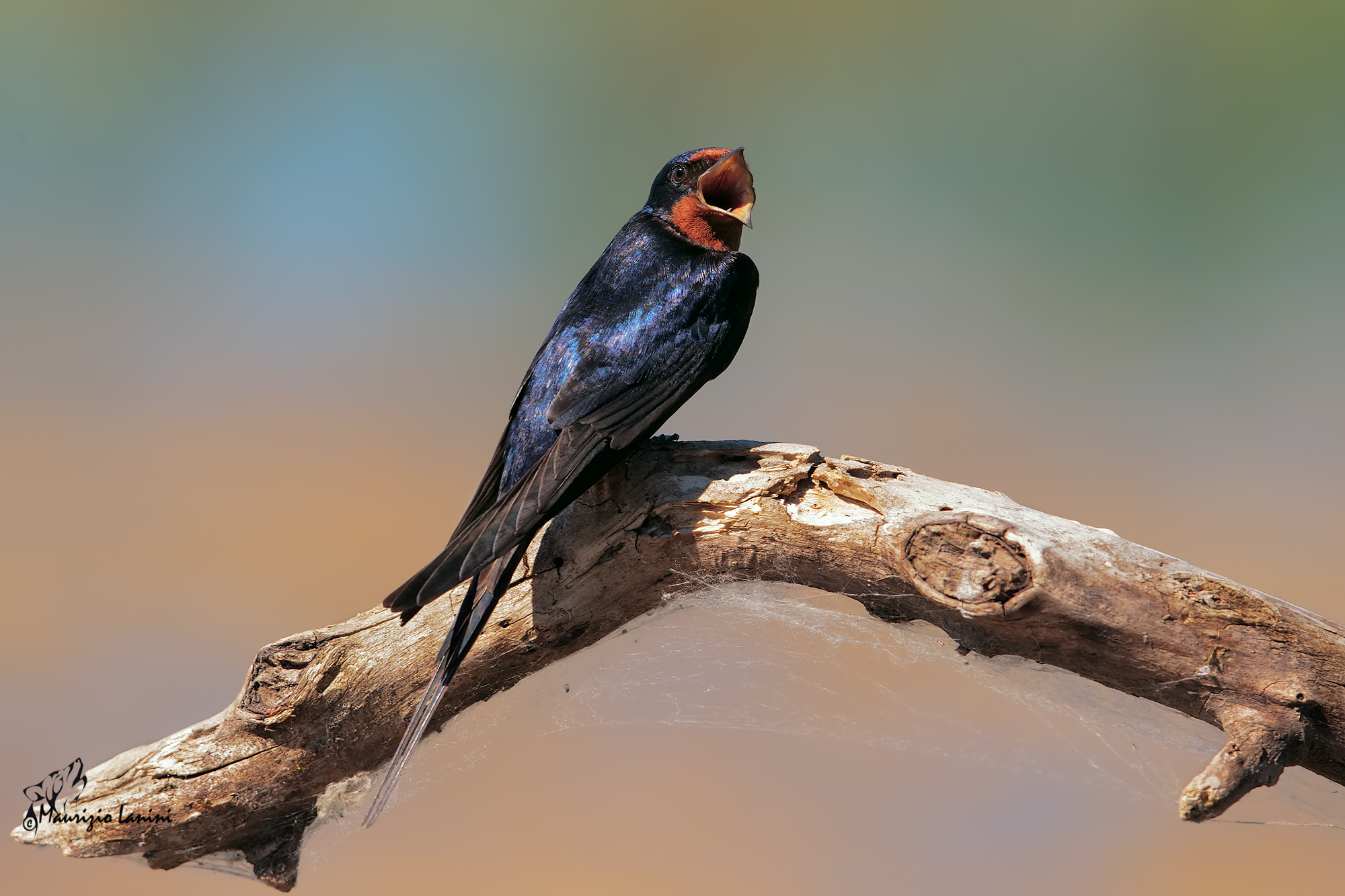 Rondine comune ( HD)