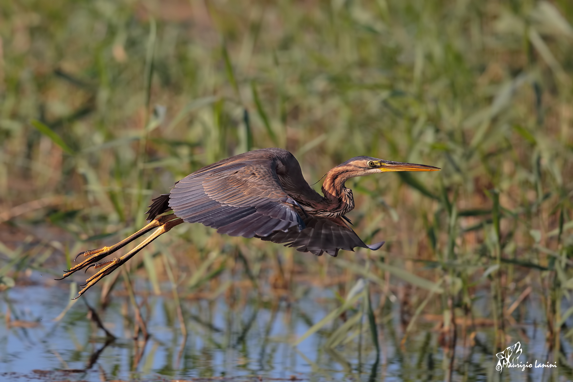 Il volo del rosso ( HD)