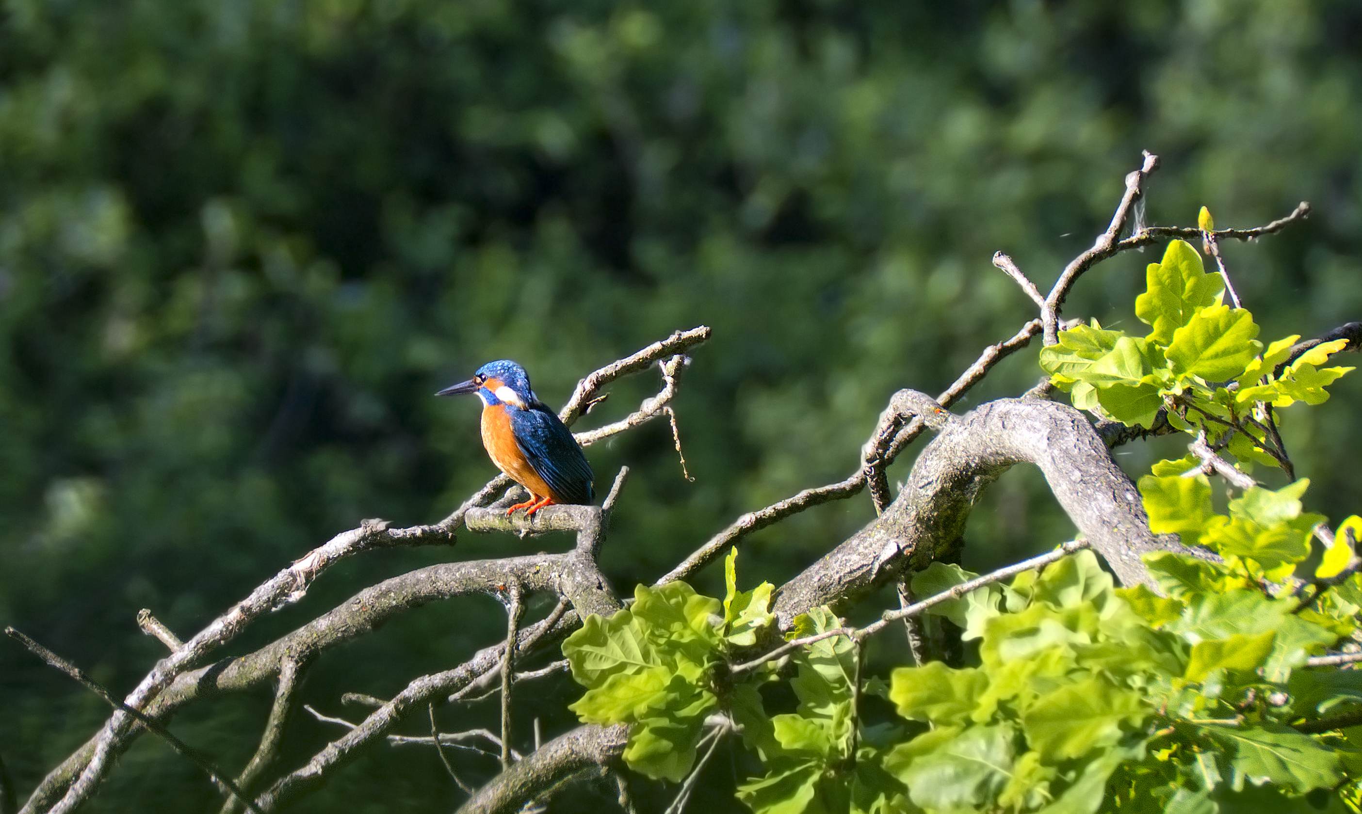 Remake del Mio primo Martin Pescatore p.p. seconda...