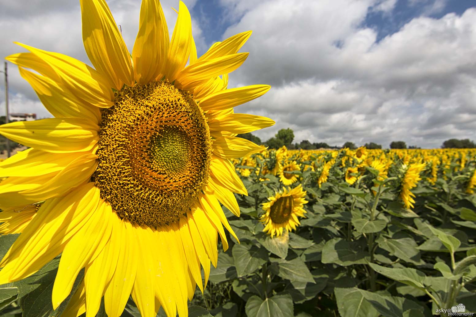 In campagna im compagnia dei girasoli!
