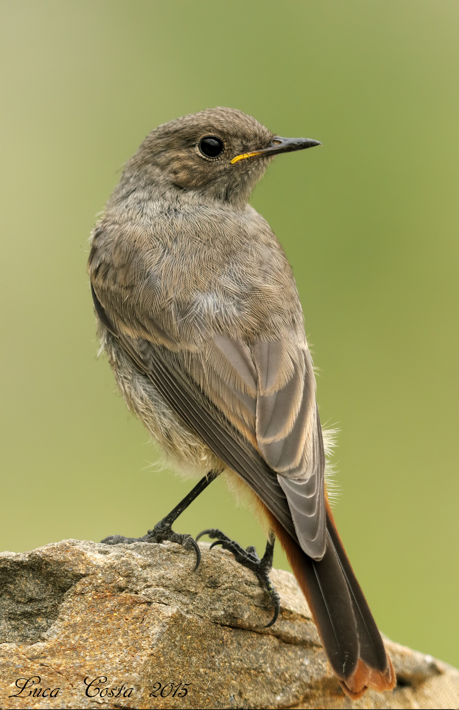 Chimney sweep Redstart