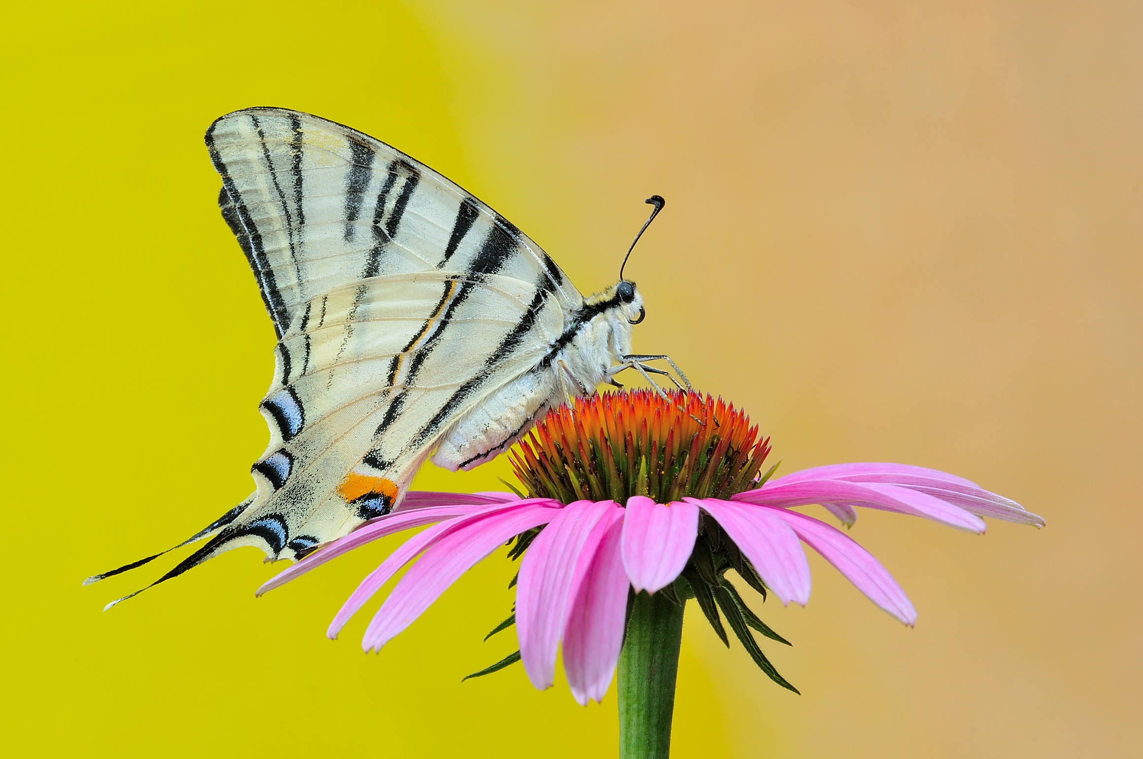 Scarce Swallowtail