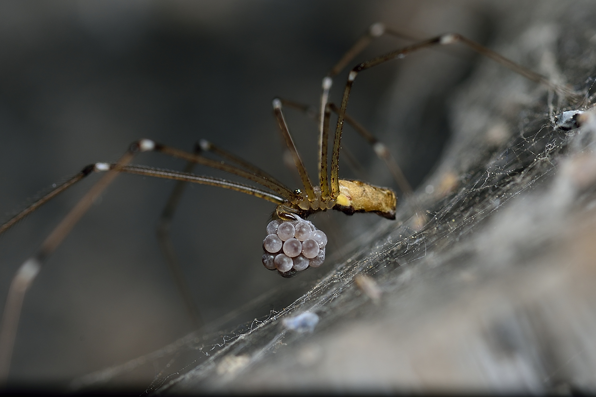 Ragno ballerino con le sue uova....!!!