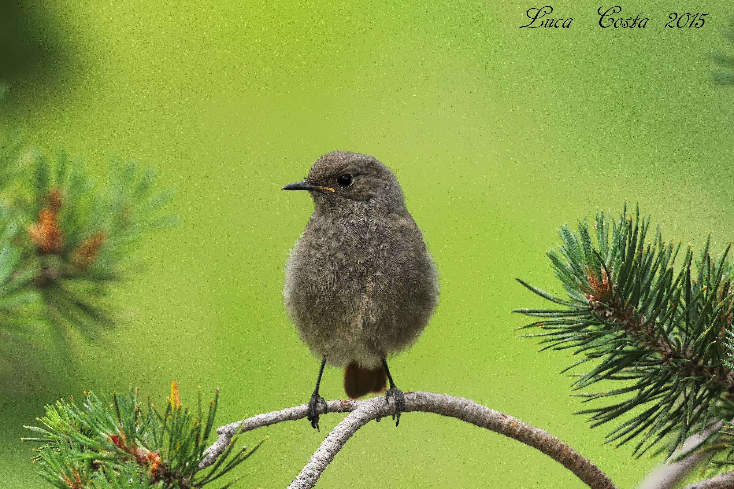 Little of Black Redstart