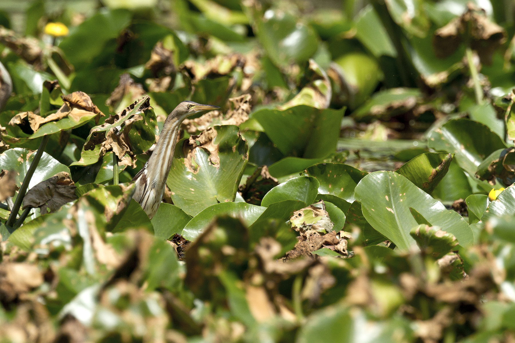 The mimicry of bittern