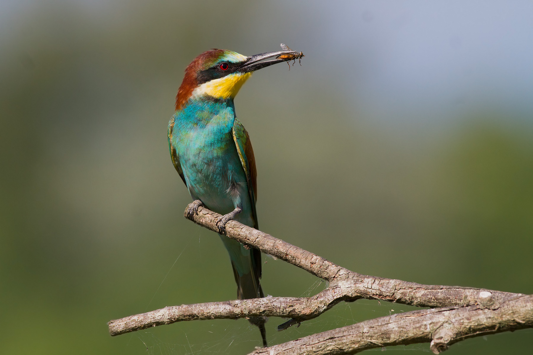 Eater with bombus - Bee eater with bombus