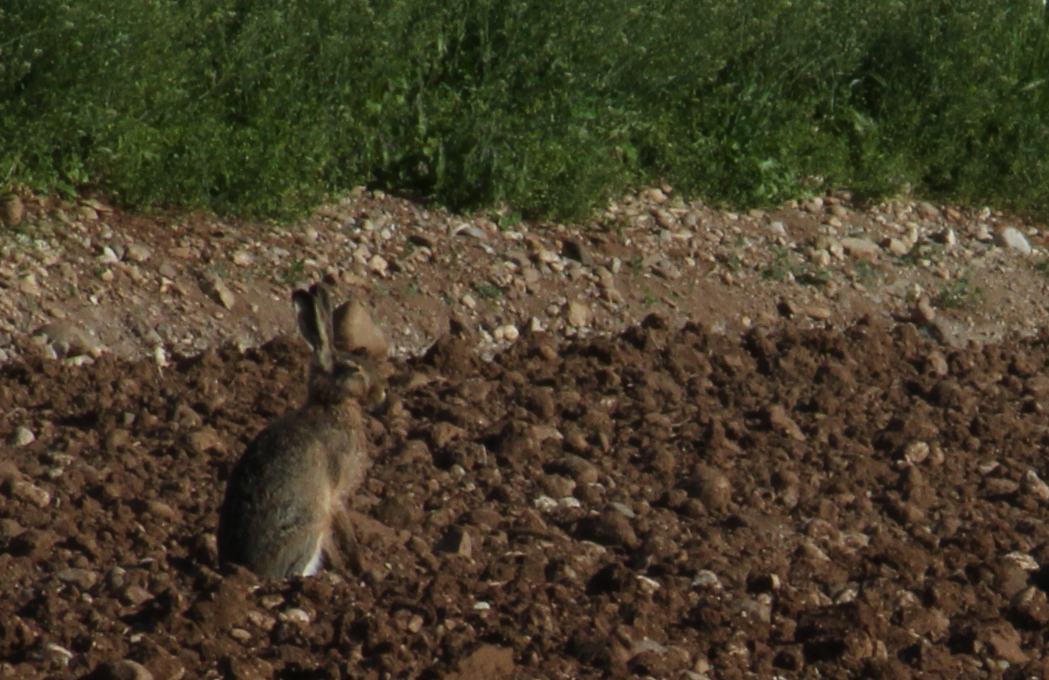 al sole del mattino...