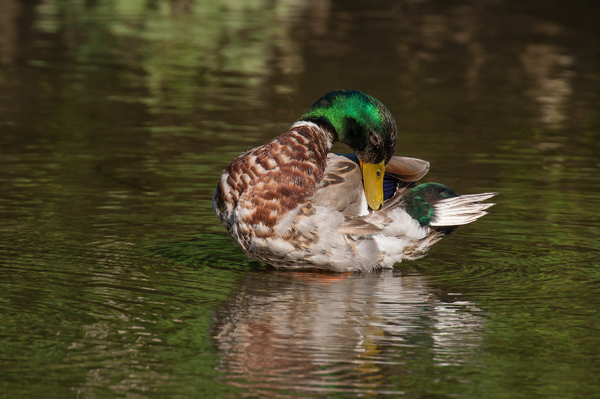 Canon 100-400 serie 2 + kenko 2.0x dgx: