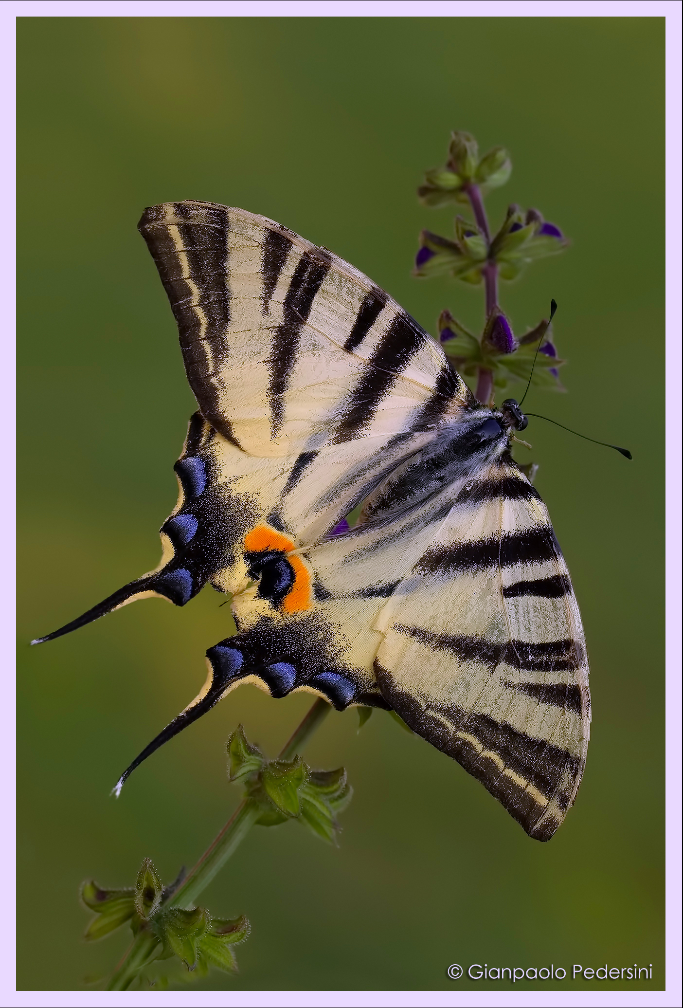 Scarce Swallowtail