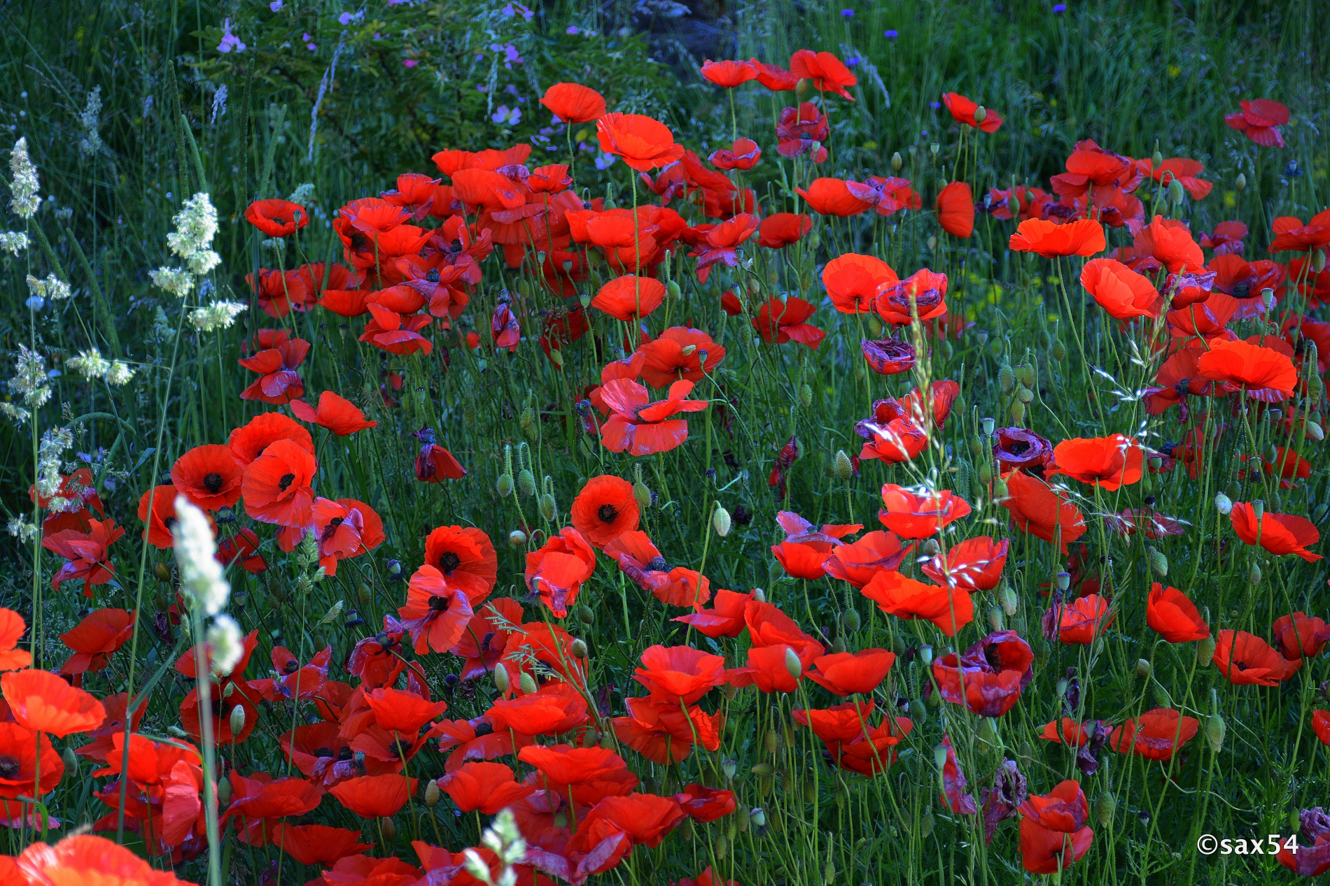 vermilion on pasture Swiss