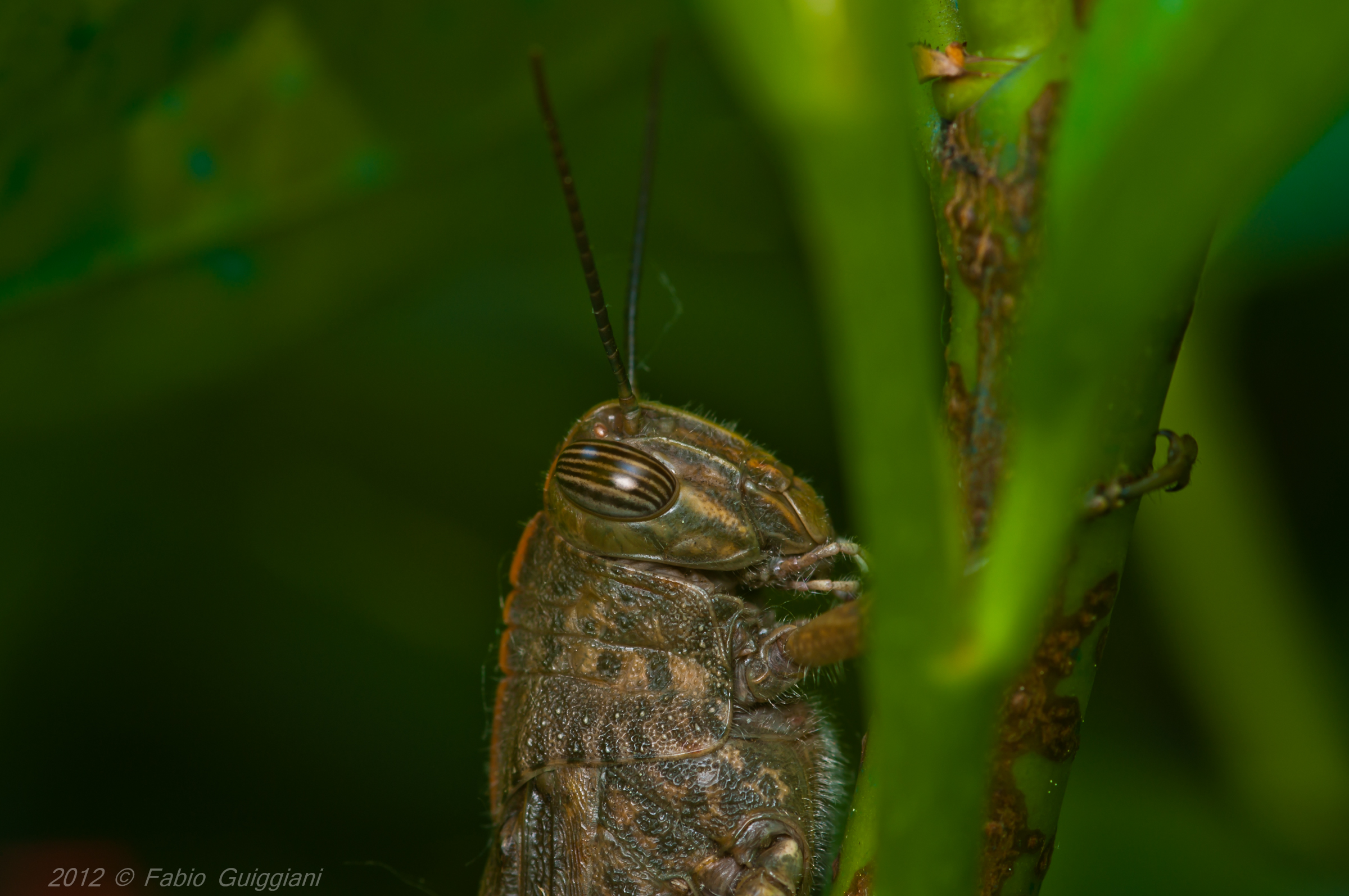 The grasshopper ambush