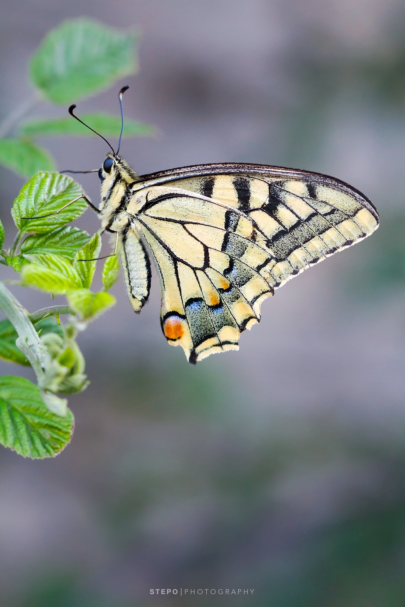 Papilio Machaon