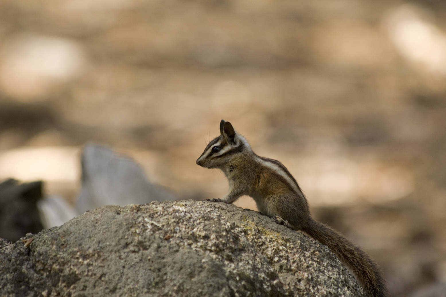 Scoiattolo Sequoia National Park