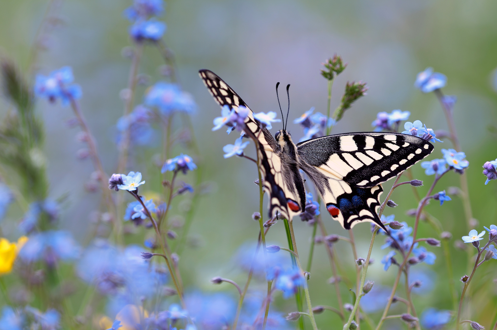 Do not forget me, Machaon!