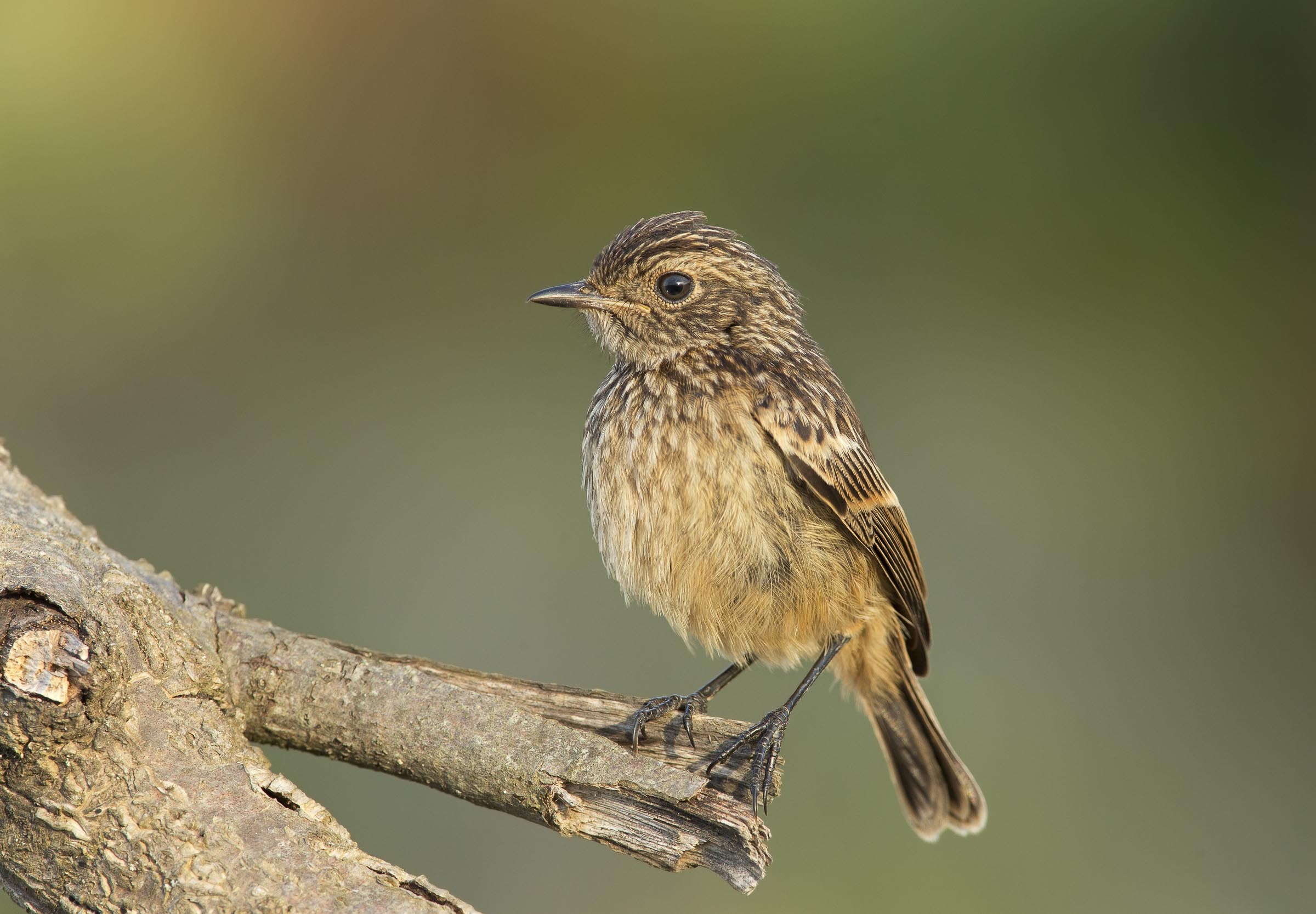saltimpalo (saxicola torquatus)
