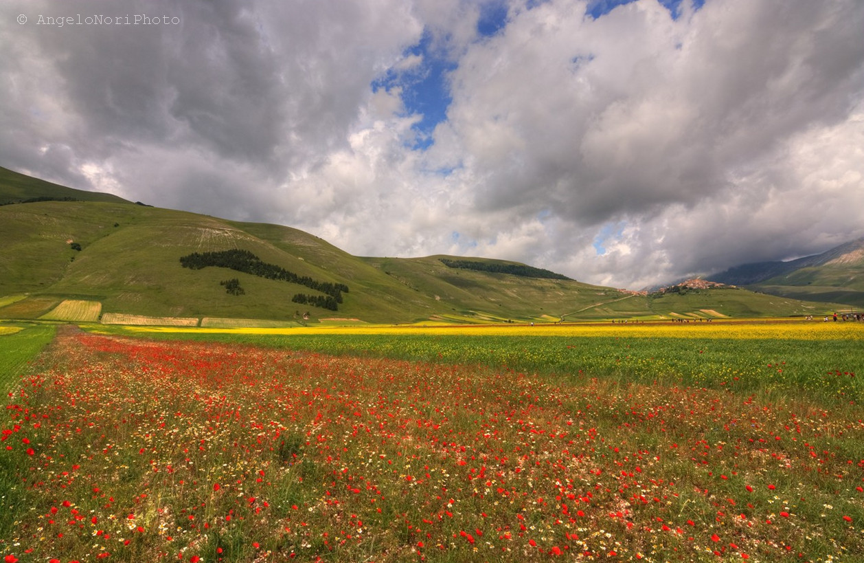 Castelluccio bloom 2015