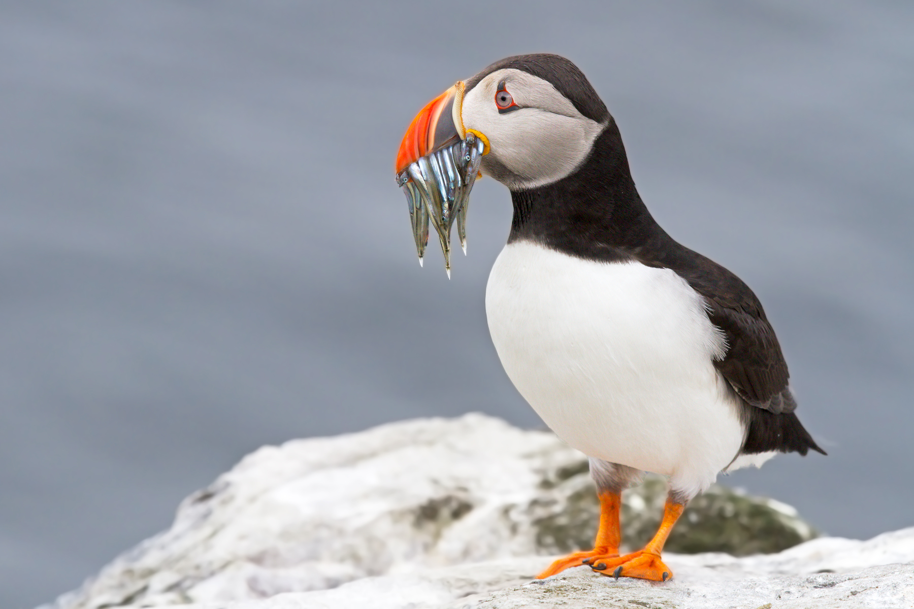 Puffin